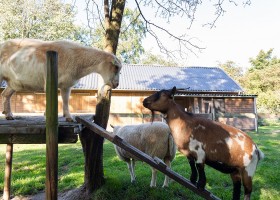 De Vreemde Vogel in Midden-Delfland, Nederland geitjes De Vreemde Vogel 30pluskids