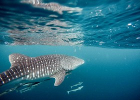 Travelnauts Mexico Isla Holbox walvishaai Travelnauts rondreis Mexico 30pluskids