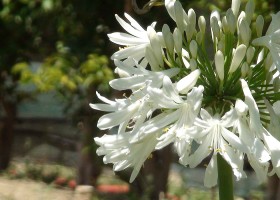 opSicilie Appartamento Chiddu bloem.jpg Appartamento Chistu 30pluskids