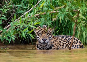 Travelnauts Brazilie Pantanal jaguar Travelnauts Rondreis Brazilië  30pluskids