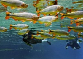 Travelnauts Brazilie Bonito snorkelen Travelnauts Rondreis Brazilië  30pluskids
