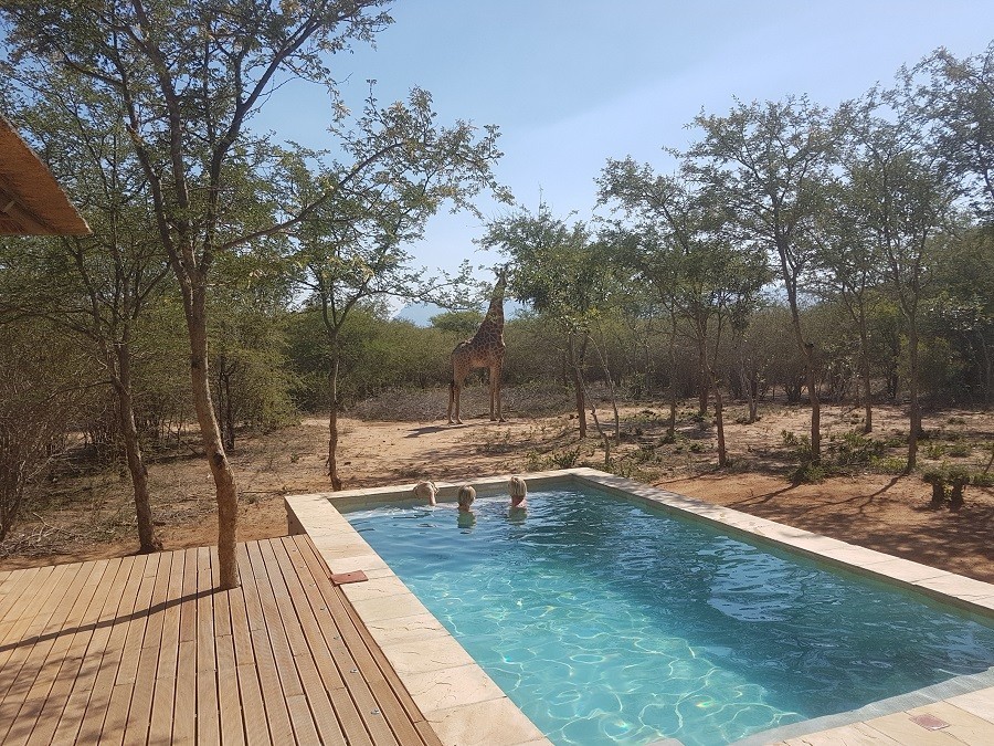 Homes of Africa in Hoedspruit, Zuid-Afrika giraffe vanuit zwembad Homes of Africa vakantiehuizen 30pluskids image gallery