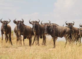 Travelnauts rondreis kenia-wildebeest Travelnauts rondreis Kenia 30pluskids