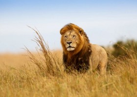 Travelnauts Tanzania Serengeti leeuw Travelnauts rondreis Tanzania  30pluskids