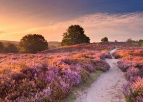 Boslodge Grasmus in Nunspeet op de Veluwe Gelderland heide Boslodge Huismus 30pluskids