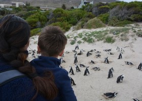Travelnauts Zuid-Afrika Kaapstad gezin pinguins Travelnauts rondreis Zuid-Afrika 30pluskids