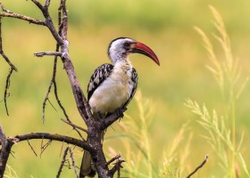 KidsReizen Tanzania-Tarangire-National-Park-8-hoornvogel KidsReizen - familiereis Tanzania 30pluskids