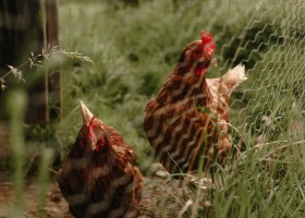 Boerenbed Rochefort en Ardenne in Belgie kippen BoerenBed Rochefort en Ardenne 30pluskids