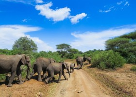 KidsReizen Olifant_Lake_Manyara_National_Park_Tanzania KidsReizen - familiereis Tanzania 30pluskids