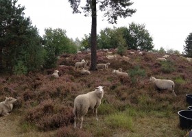 In de Vlinderkes in Arcen, Nederland schapen In de Vlinderkes 30pluskids