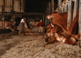 BoerenBed Hoeve ten Overdraght in West-Vlaanderen Belgie werken in de stal BoerenBed Hoeve ten Overdraght 30pluskids