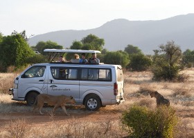 Travelnauts rondreis keniasafari-auto-bus-leeuw Travelnauts rondreis Kenia 30pluskids