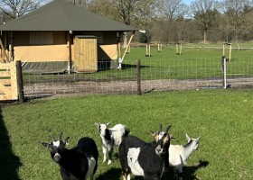 Klein Koestapel in Putten op de Veluwe, Nederland geiten Klein Koestapel 30pluskids