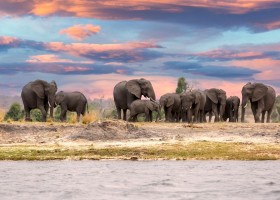 NRV Reizen Zuid-Afrika olifanten shutterstock_2378283759 (3) NRV Familiegroepsreis Zuid-Afrika Tuinroute & Kruger 30pluskids