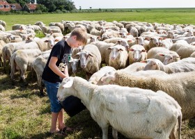 BoerenBed De Zeekraal Terschelling Friesland, Nederland schapen BoerenBed De Zeekraal 30pluskids