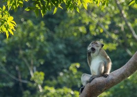 Travelnauts Thailand jungle aapje Travelnauts rondreis Thailand 30pluskids