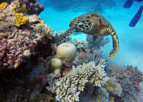 Travelnauts australie-queensland-great-barrier-reef-schildpad-us Travelnauts rondreis Australië 30pluskids