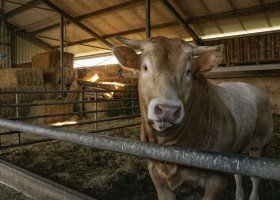 BoerenBed Brabantse Hei in Hooge Mierde Noord-Brabant, Nederland koe BoerenBed De Brabantse Hei 30pluskids