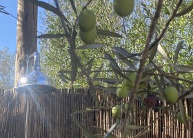 Algarve Olive Tree Lodge Portugal buitendouche Algarve Olive Tree Lodge  30pluskids
