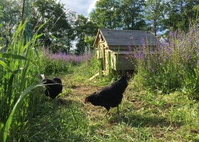 Lot Sous Toile in de Lot, Frankrijk kippen Lot Sous Toile 30pluskids