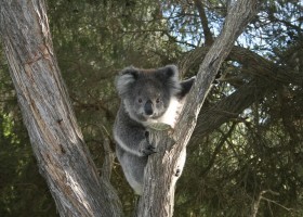 Travelnauts australie-pb-victoria-capeotway-koala01 Travelnauts rondreis Australië 30pluskids