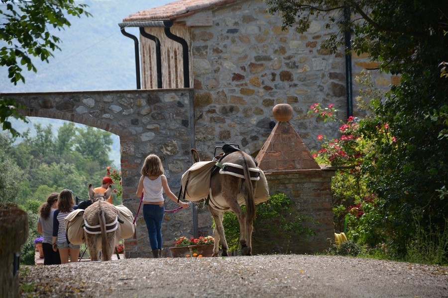Altratoscana in Toscane, Italie met ezels bij mooi huis