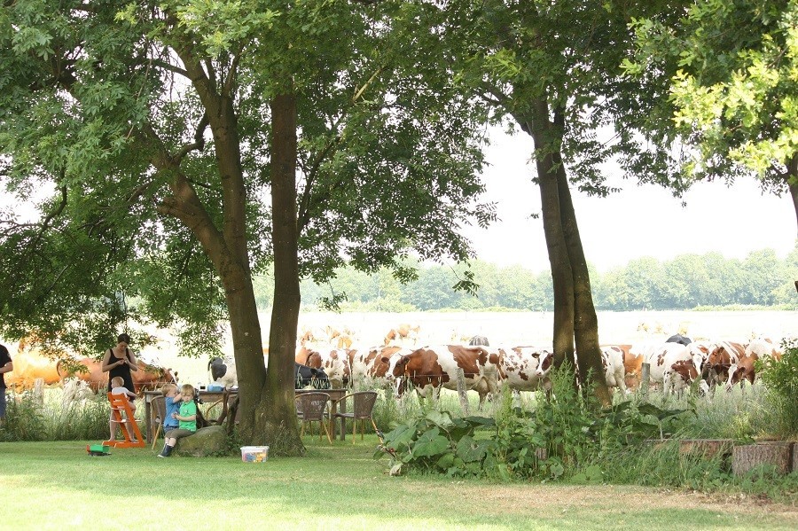 Droste's Beuningen - aan tafel met de koeien... 900