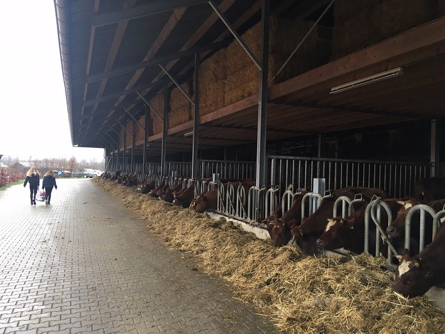 Erfgoed Bossem in Twente, Nederland koeien