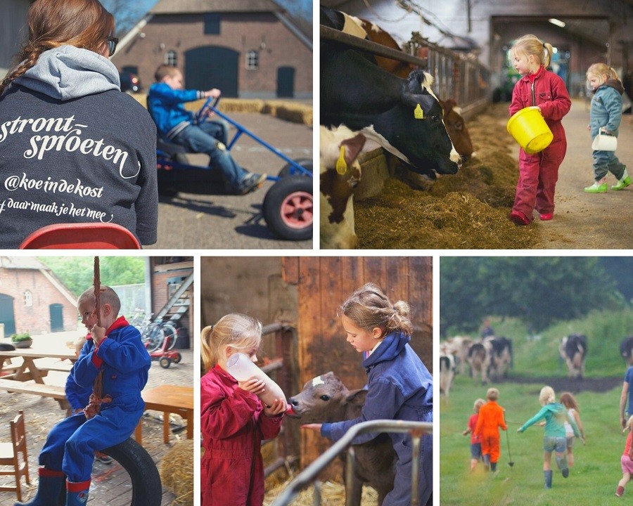Koe in de Kost, Overijssel Nederland collage activiteiten